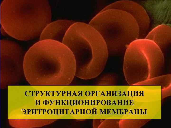 СТРУКТУРНАЯ ОРГАНИЗАЦИЯ И ФУНКЦИОНИРОВАНИЕ ЭРИТРОЦИТАРНОЙ МЕМБРАНЫ 