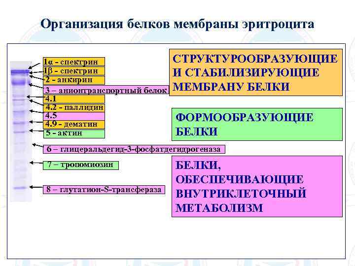 Организация белков мембраны эритроцита 1α - спектрин 1β - спектрин 2 - анкирин 3