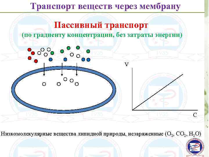 Транспорт веществ через мембрану Пассивный транспорт (по градиенту концентрации, без затраты энергии) V С
