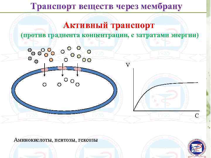 Транспорт веществ через мембрану Активный транспорт (против градиента концентрации, с затратами энергии) V С