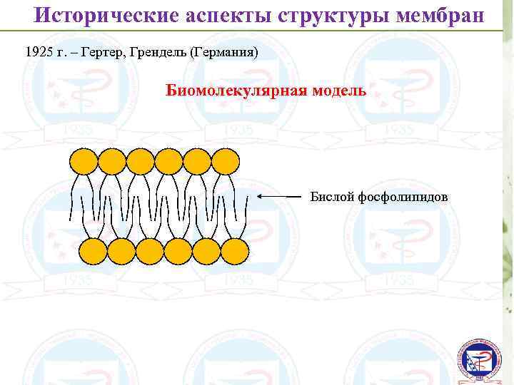 Исторические аспекты структуры мембран 1925 г. – Гертер, Грендель (Германия) Биомолекулярная модель Бислой фосфолипидов