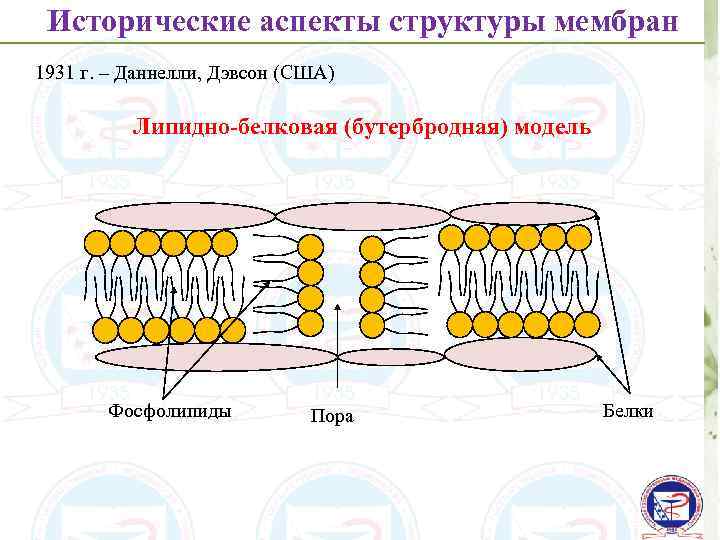 Исторические аспекты структуры мембран 1931 г. – Даннелли, Дэвсон (США) Липидно-белковая (бутербродная) модель Фосфолипиды