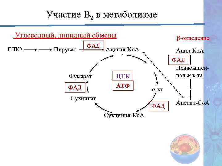 Участие в обмене веществ