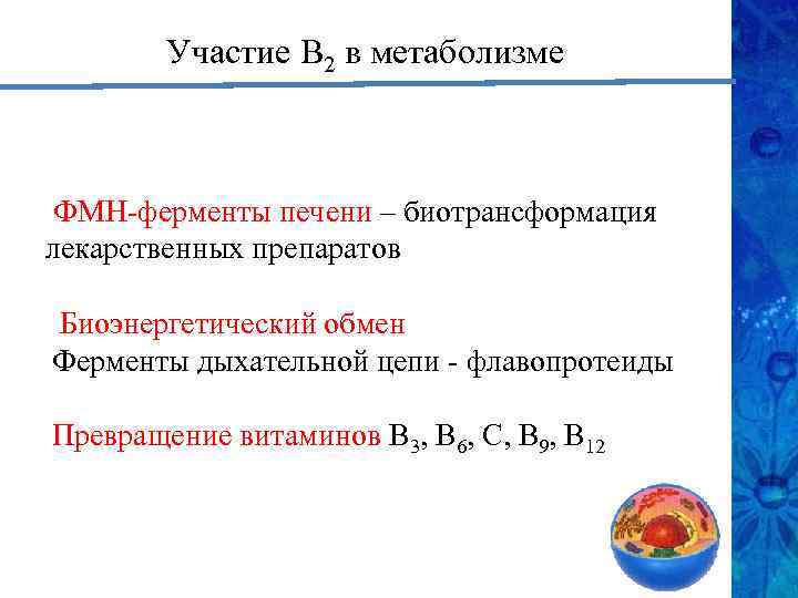 Участие В 2 в метаболизме ФМН-ферменты печени – биотрансформация лекарственных препаратов Биоэнергетический обмен Ферменты