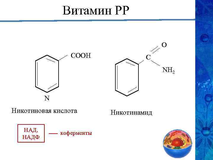 Витамин РР О СООН С NH 2 N Никотиновая кислота НАД, НАДФ коферменты Никотинамид