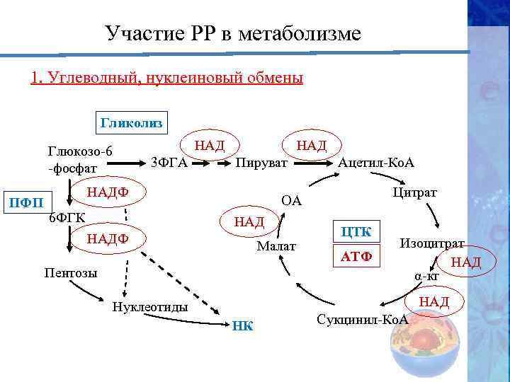 Участие РР в метаболизме 1. Углеводный, нуклеиновый обмены Гликолиз НАД Глюкозо-6 -фосфат ПФП 3