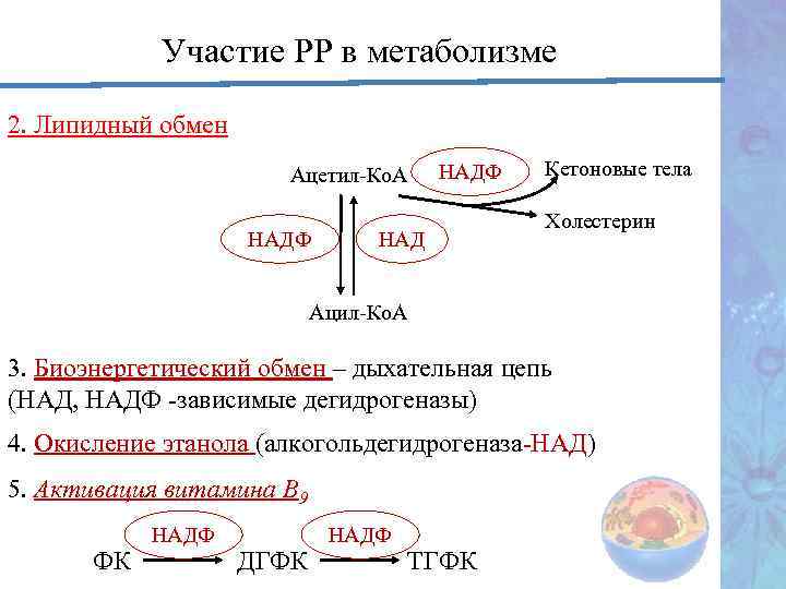 Участие РР в метаболизме 2. Липидный обмен Ацетил-Ко. А НАДФ НАД Кетоновые тела Холестерин