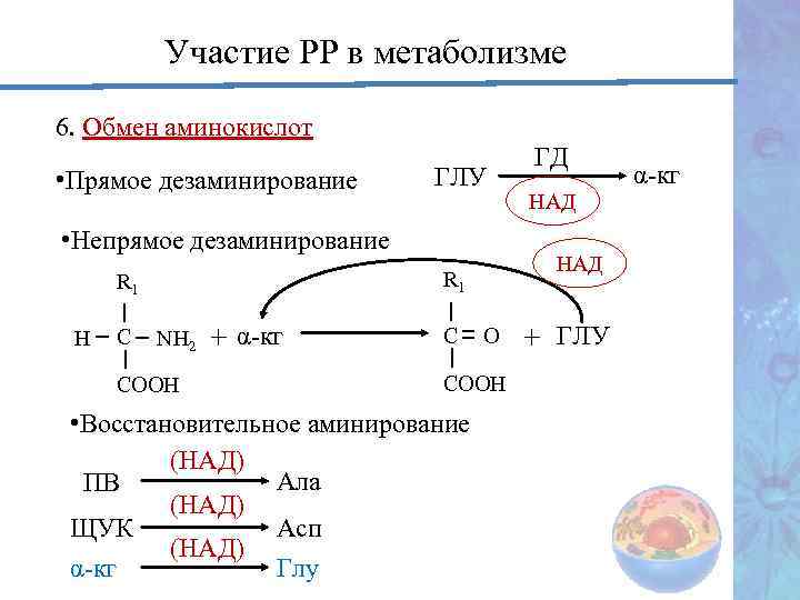 Участие РР в метаболизме 6. Обмен аминокислот • Прямое дезаминирование ГЛУ • Непрямое дезаминирование