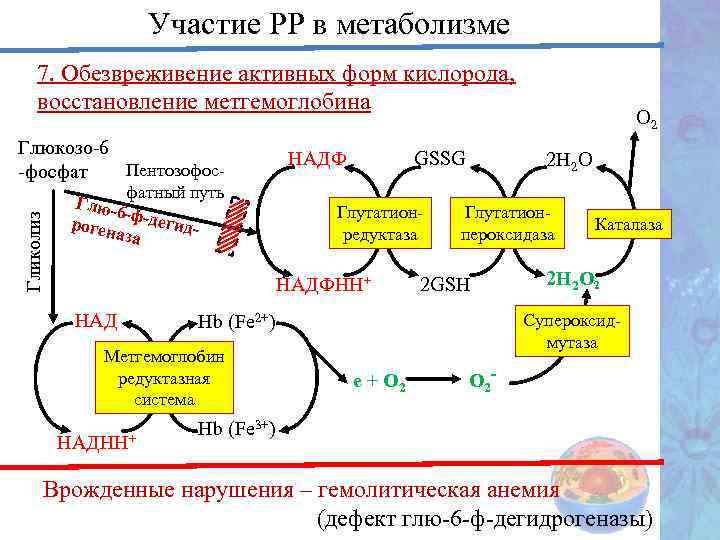 Участие РР в метаболизме 7. Обезвреживение активных форм кислорода, восстановление метгемоглобина Гликолиз Глюкозо-6 Пентозофос-фосфат