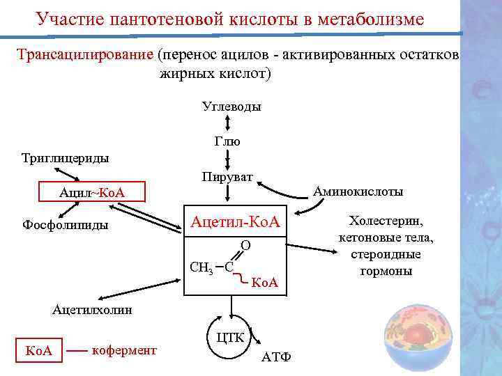 Участие пантотеновой кислоты в метаболизме Трансацилирование (перенос ацилов - активированных остатков жирных кислот) Углеводы