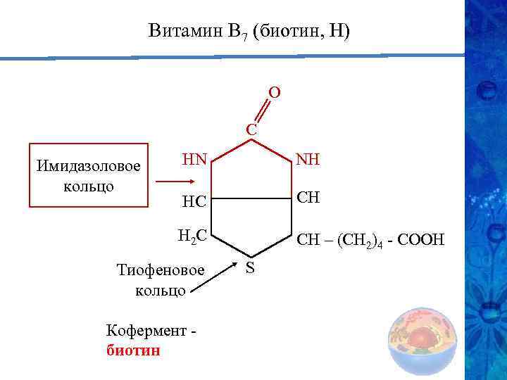Витамин В 7 (биотин, Н) O С НN NН НС СН Н 2 С
