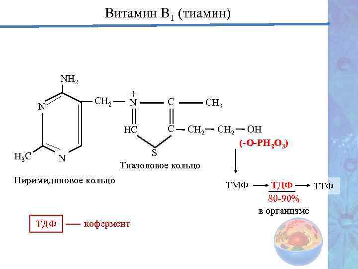 Витамин В 1 (тиамин) NН 2 Н 3 С С НС СН 2 N
