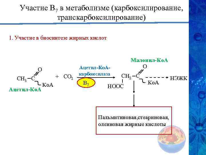 Участие В 7 в метаболизме (карбоксилирование, транскарбоксилирование) 1. Участие в биосинтезе жирных кислот О