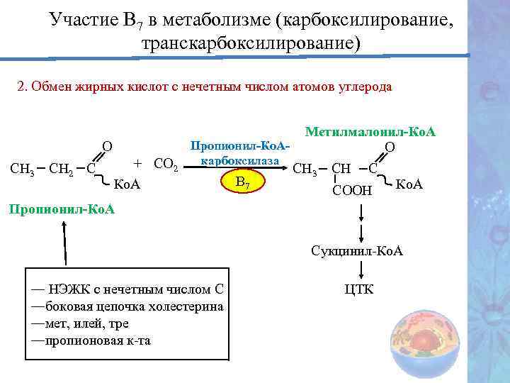Участие В 7 в метаболизме (карбоксилирование, транскарбоксилирование) 2. Обмен жирных кислот с нечетным числом