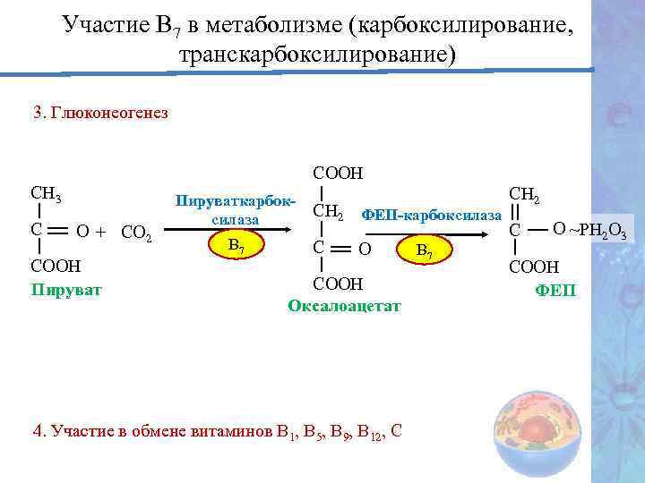 Участие В 7 в метаболизме (карбоксилирование, транскарбоксилирование) 3. Глюконеогенез СООН СН 3 С О