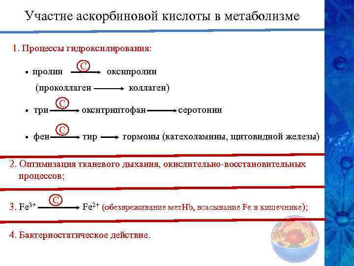 Участие аскорбиновой кислоты в метаболизме 1. Процессы гидроксилирования: С • пролин (проколлаген С •