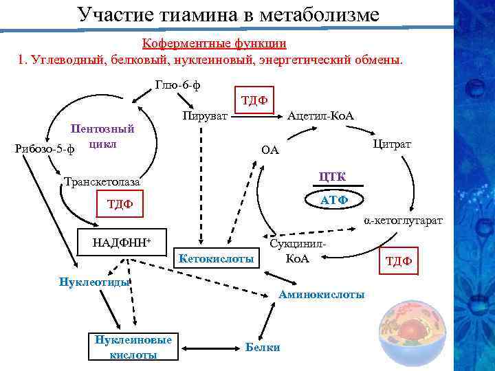 Участие тиамина в метаболизме Коферментные функции 1. Углеводный, белковый, нуклеиновый, энергетический обмены. Глю-6 -ф