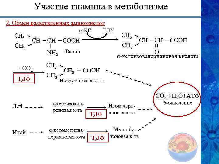 Участие тиамина в метаболизме 2. Обмен разветвленных аминокислот СН 3 α-КГ СН - СО