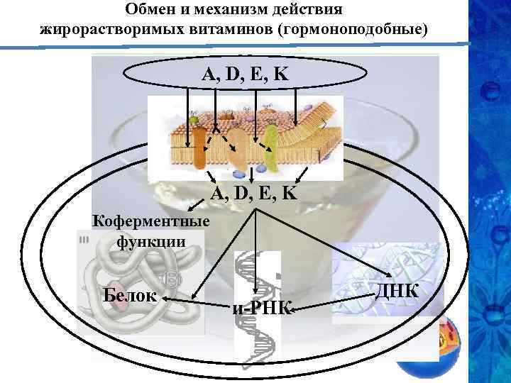 Обмен и механизм действия жирорастворимых витаминов (гормоноподобные) А, D, E, K Коферментные функции Белок