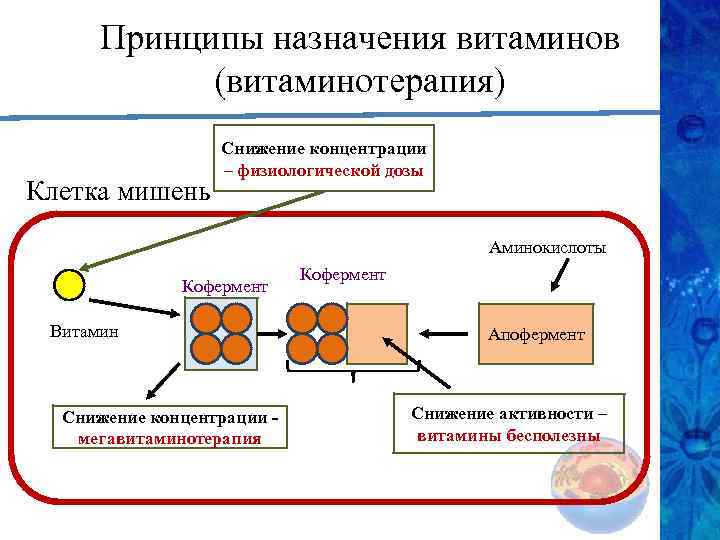 Принципы назначения витаминов (витаминотерапия) Клетка мишень Снижение концентрации – физиологической дозы Аминокислоты Кофермент Витамин