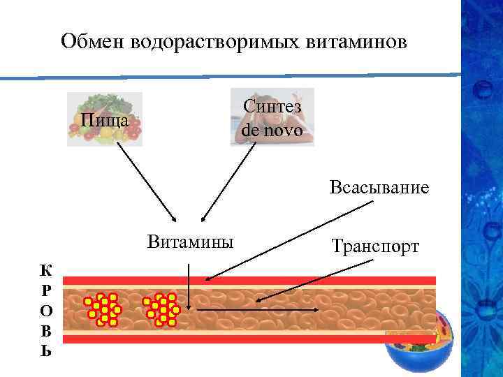 Обмен водорастворимых витаминов Синтез de novo Пища Всасывание Витамины К Р О В Ь