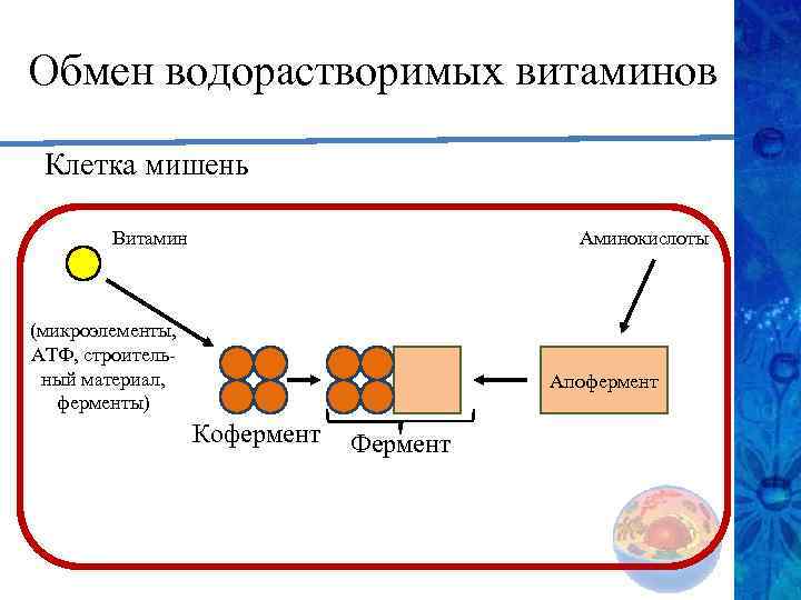 Обмен водорастворимых витаминов Клетка мишень Витамин Аминокислоты (микроэлементы, АТФ, строительный материал, ферменты) Апофермент Кофермент