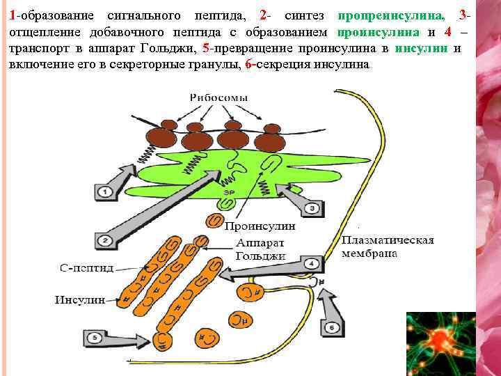 1 -образование сигнального пептида, 2 - синтез пропреинсулина, 3 отщепление добавочного пептида с образованием