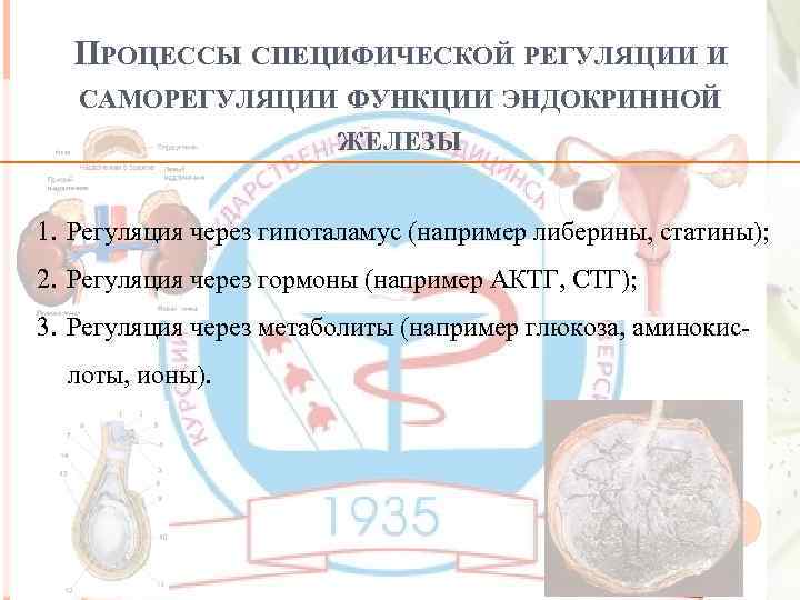 ПРОЦЕССЫ СПЕЦИФИЧЕСКОЙ РЕГУЛЯЦИИ И САМОРЕГУЛЯЦИИ ФУНКЦИИ ЭНДОКРИННОЙ ЖЕЛЕЗЫ 1. Регуляция через гипоталамус (например либерины,