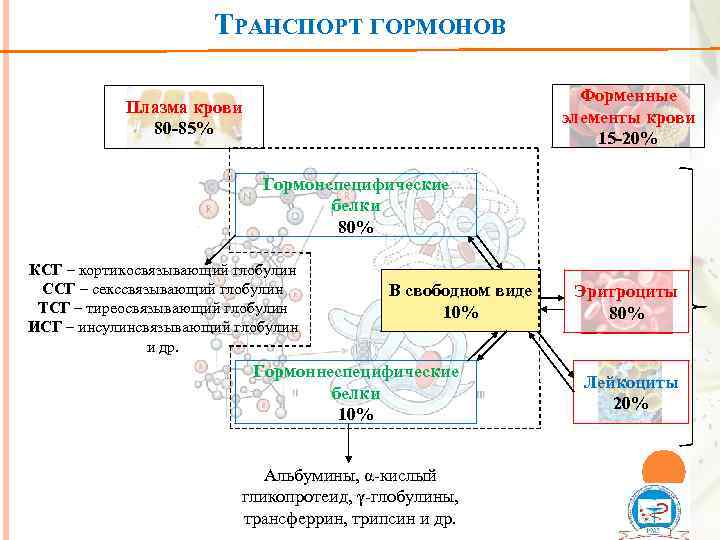 ТРАНСПОРТ ГОРМОНОВ Форменные элементы крови 15 -20% Плазма крови 80 -85% Гормонспецифические белки 80%