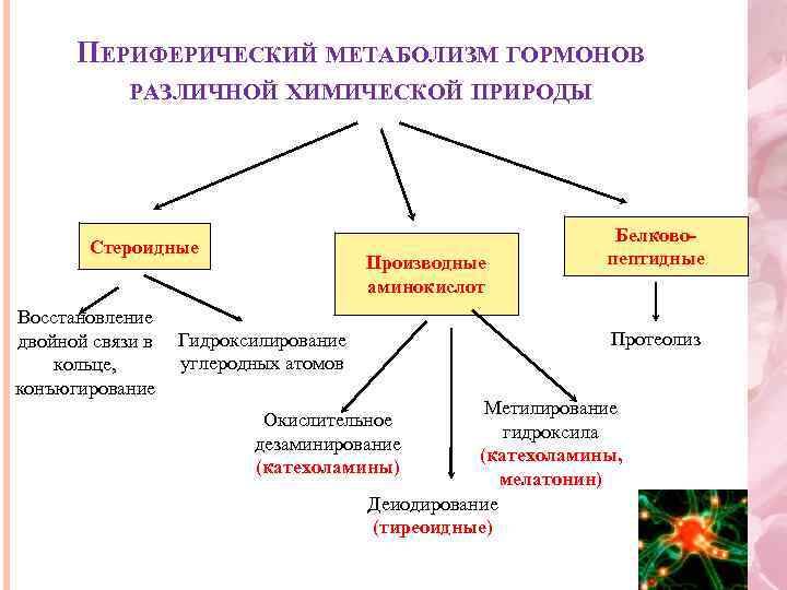 ПЕРИФЕРИЧЕСКИЙ МЕТАБОЛИЗМ ГОРМОНОВ РАЗЛИЧНОЙ ХИМИЧЕСКОЙ ПРИРОДЫ Стероидные Восстановление двойной связи в кольце, конъюгирование Производные