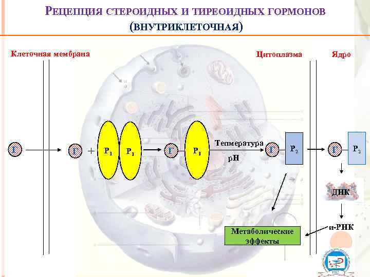 РЕЦЕПЦИЯ СТЕРОИДНЫХ И ТИРЕОИДНЫХ ГОРМОНОВ (ВНУТРИКЛЕТОЧНАЯ) Клеточная мембрана Г Г + Цитоплазма Р 1