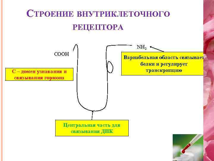 СТРОЕНИЕ ВНУТРИКЛЕТОЧНОГО РЕЦЕПТОРА NH 2 COOH С – домен узнавания и связывания гормона Центральная
