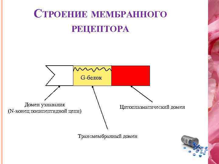 СТРОЕНИЕ МЕМБРАННОГО РЕЦЕПТОРА G-белок Домен узнавания (N-конец полипептидной цепи) Цитоплазматический домен Трансмембранный домен 