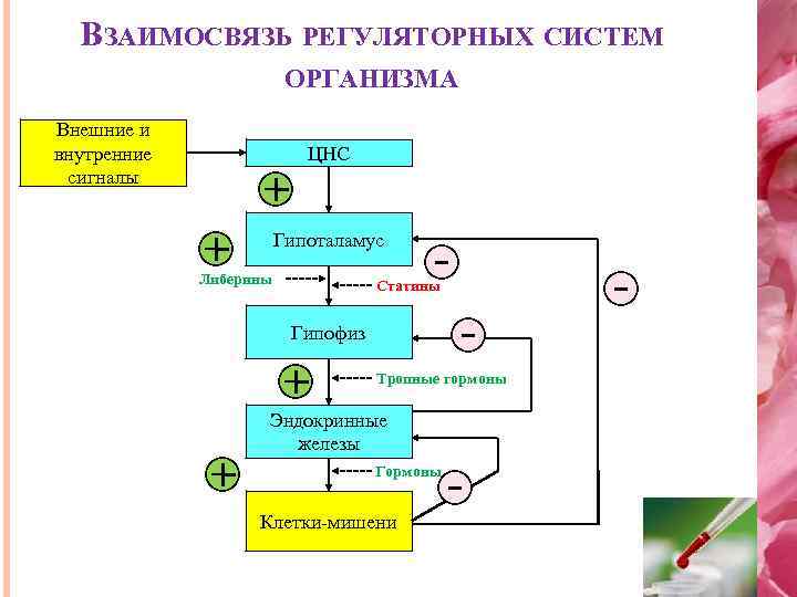 Взаимосвязь внутренней. Взаимосвязь регуляторных систем организма.