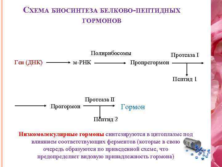 СХЕМА БИОСИНТЕЗА БЕЛКОВО-ПЕПТИДНЫХ ГОРМОНОВ Ген (ДНК) Полирибосомы Протеаза I м-РНК Пропрегормон Пептид 1 Прогормон
