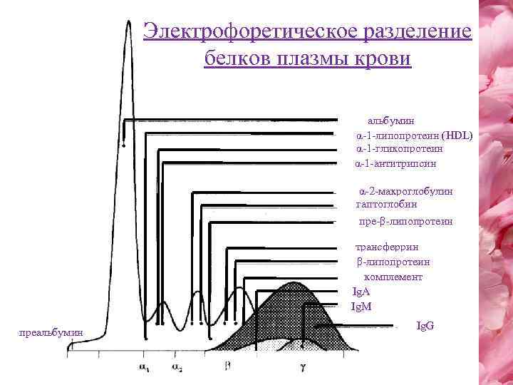 Электрофоретическое разделение белков плазмы крови альбумин α-1 -липопротеин (HDL) α-1 -гликопротеин α-1 -антитрипсин α-2