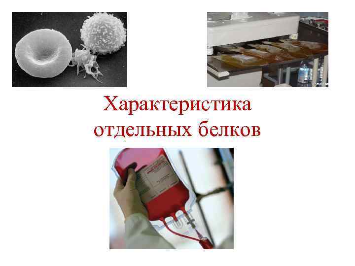 Характеристика отдельных белков 