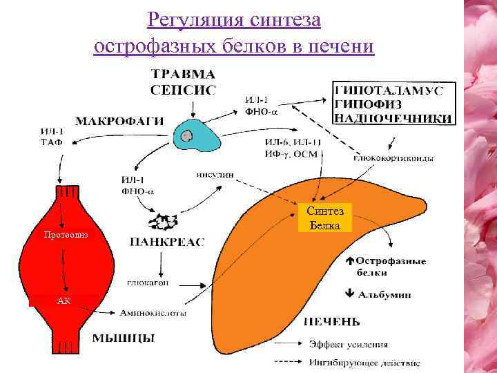 Регуляция синтеза острофазных белков в печени Протеолиз АК Синтез Белка 