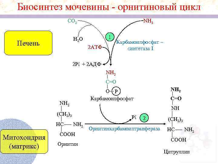 Биосинтез мочевины - орнитиновый цикл CO 2 NH 3 1 H 2 O Печень