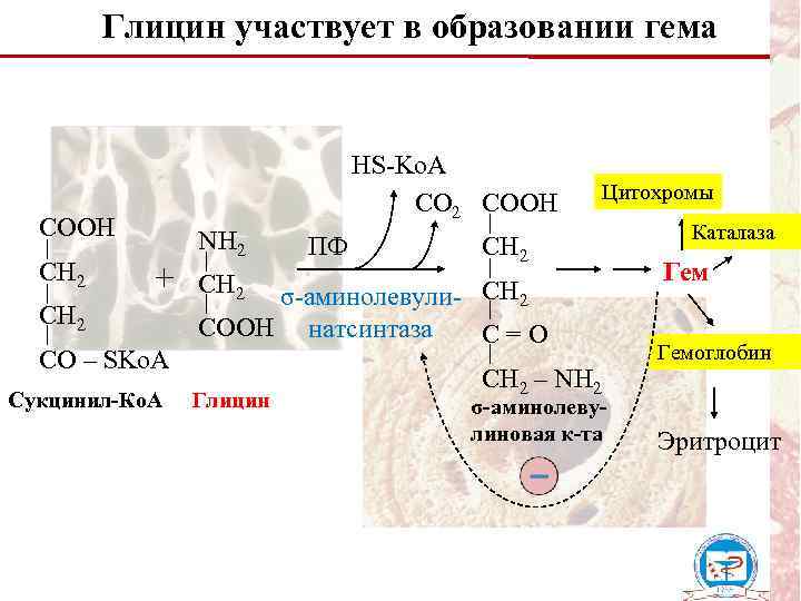 Глицин участвует в образовании гема HS-Ko. A CO 2 СOOH CH 2 + CH