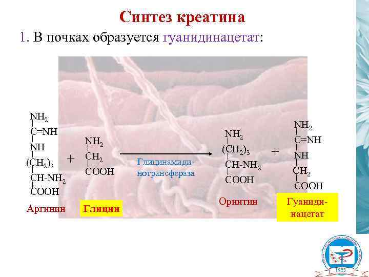 Синтез креатина 1. В почках образуется гуанидинацетат: NH 2 C=NH NH (CH 2)3 CH-NH