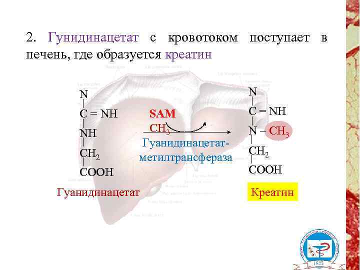 2. Гунидинацетат с кровотоком поступает в печень, где образуется креатин N N C =