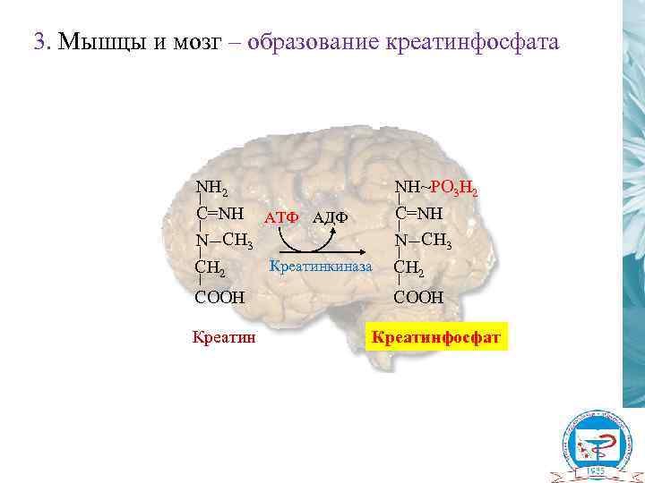 3. Мышцы и мозг – образование креатинфосфата NH 2 C=NH АТФ АДФ N CH