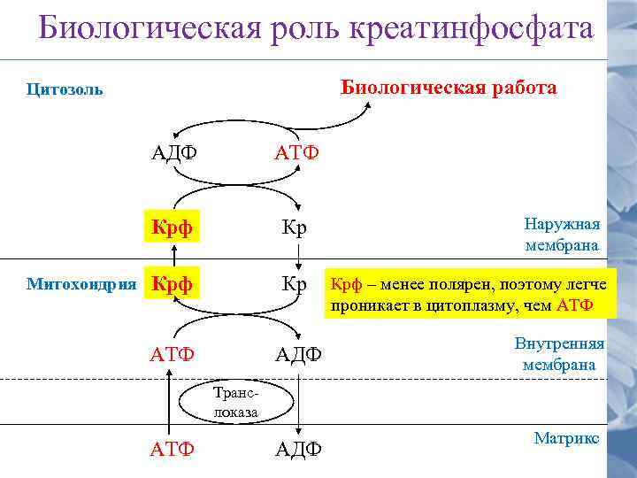 Биологическая роль креатинфосфата Биологическая работа Цитозоль АДФ Крф Митохондрия АТФ Кр Крф Кр АТФ