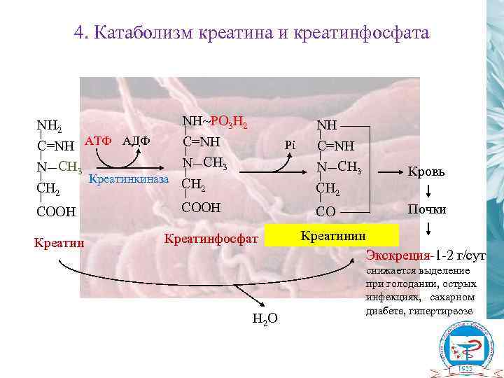 4. Катаболизм креатина и креатинфосфата NH 2 C=NH АТФ АДФ N CH 3 CH