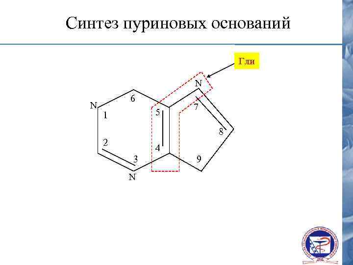 Синтез пуриновых оснований Гли N N 6 5 1 7 8 2 4 3