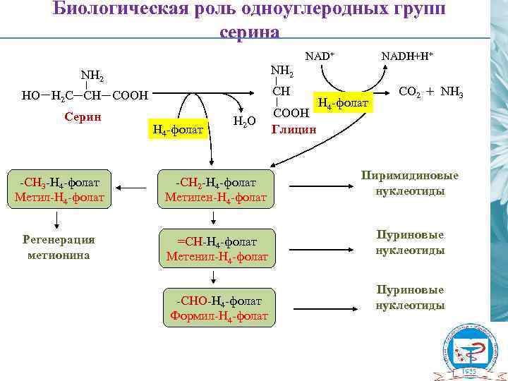 Биологическая роль одноуглеродных групп серина NAD+ NH 2 CH HО H 2 C CH