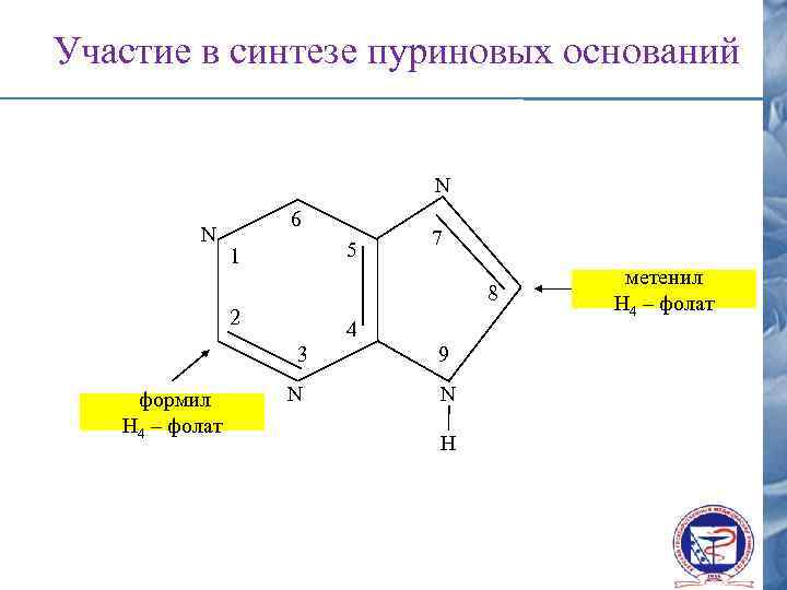 Участие в синтезе пуриновых оснований N N 6 5 1 7 8 2 4