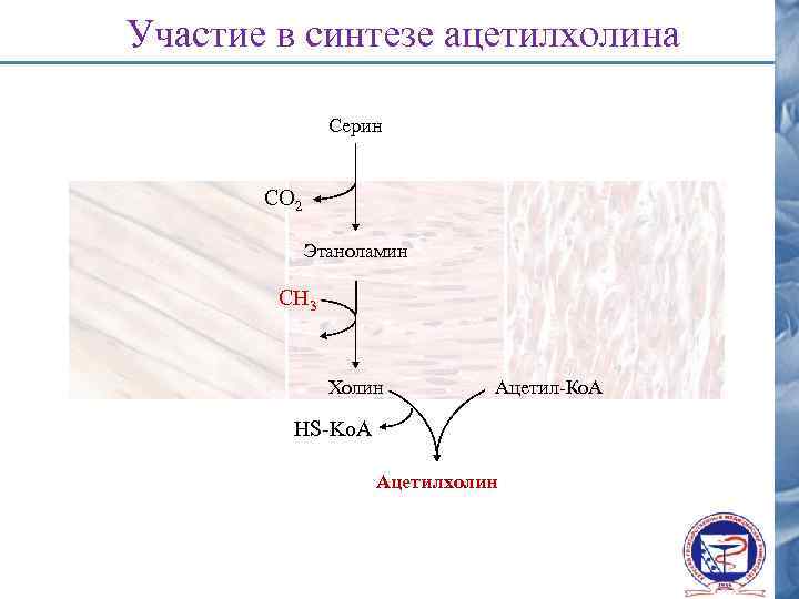 Участие в синтезе ацетилхолина Серин СО 2 Этаноламин CH 3 Холин Ацетил-Ко. А HS-Ko.