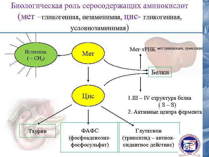 Биологическая роль серосодержащих аминокислот (мет –гликогенная, незаменимая, цис- гликогенная, условнозаменимая) Источник ( – СН